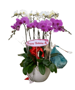 Hoa lan hồ điệp 01