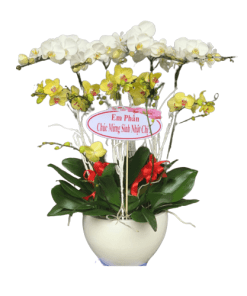 Hoa lan hồ điệp 02