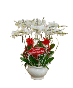 Hoa lan hồ điệp 03