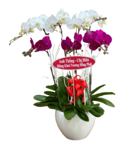 Hoa lan hồ điệp 05