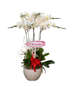 Hoa lan hồ điệp 07