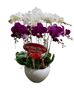 Hoa lan hồ điệp 08