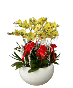 Hoa lan hồ điệp 09