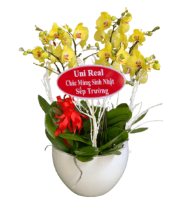Hoa lan hồ điệp 10