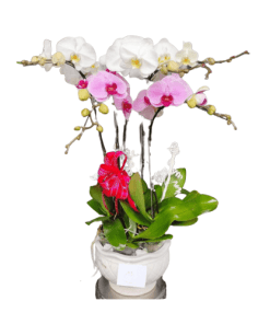 Hoa lan hồ điệp 11