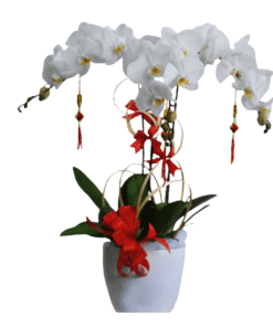 Hoa lan hồ điệp 14