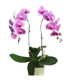 Hoa lan hồ điệp 15