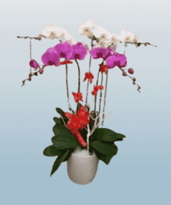 Hoa lan hồ điệp 18