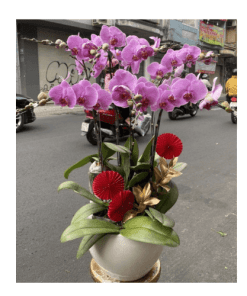 Hoa lan hồ điệp 19