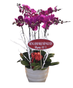 Hoa lan hồ điệp 23
