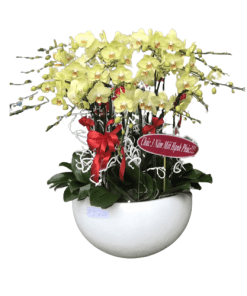 Hoa lan hồ điệp 26