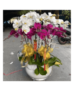 Hoa lan hồ điệp 27