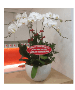 Hoa lan hồ điệp 28