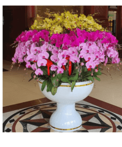 Hoa lan hồ điệp 31