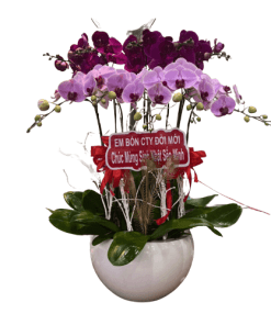 Hoa lan hồ điệp 33