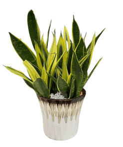 Cây lưỡi hổ hoàng kim