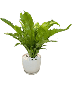 Cây tổ phụng
