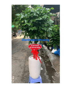 Cây hạnh phúc 1 tầng