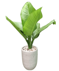 CÂY ĐẠI PHÚ GIA