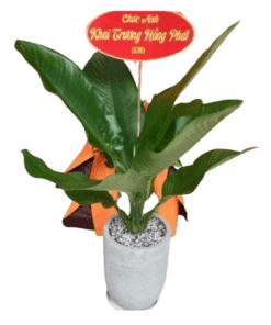 CÂY ĐẠI PHÚ GIA