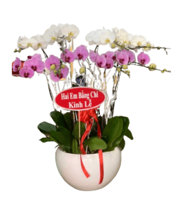 Hoa lan hồ điệp 34