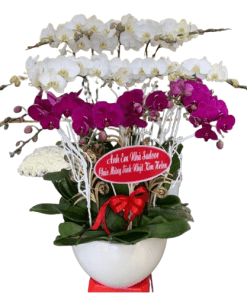 Hoa lan hồ điệp 36