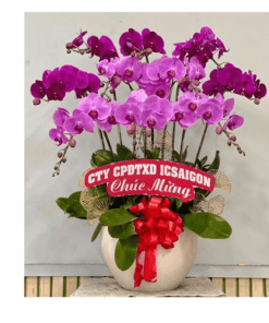 Hoa lan hồ điệp 24