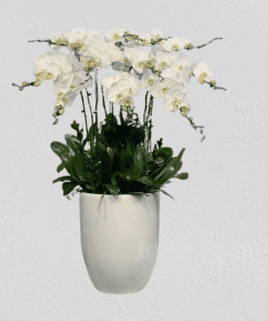 Hoa lan hồ điệp 25