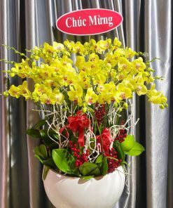 Hoa Lan Hồ Điệp