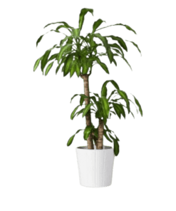 CÂY THIẾT MỘC LAN 2 GỐC