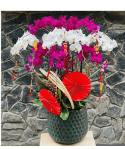 Hoa lan hồ điệp 001