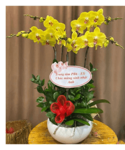 Hoa lan hồ điệp 002