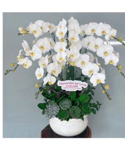 Hoa lan hồ điệp 004