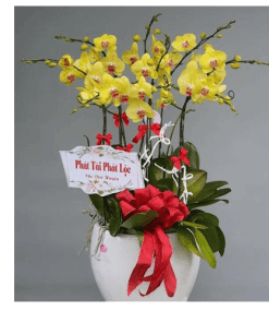 Hoa lan hồ điệp 005