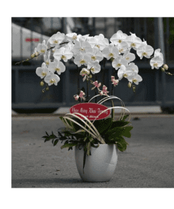 Hoa lan hồ điệp 008
