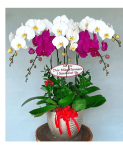 Hoa lan hồ điệp 009