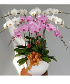 Hoa lan hồ điệp 010