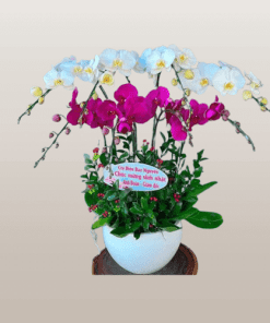 Hoa lan hồ điệp 013