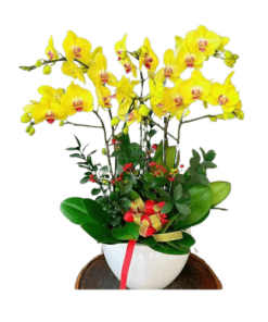 Hoa lan hồ điệp 014