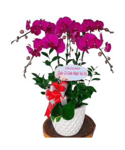 Hoa lan hồ điệp 017
