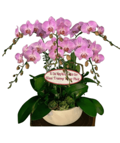 Hoa lan hồ điệp 018