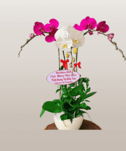 Hoa lan hồ điệp 019