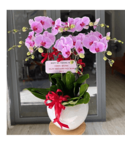 Hoa lan hồ điệp 020