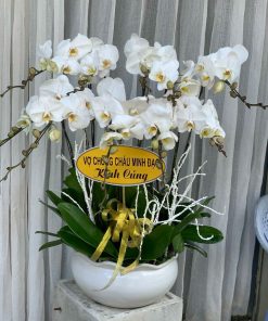 Hoa Lan hồ điệp trắng