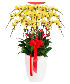 HOA LAN HỒ ĐIỆP 021