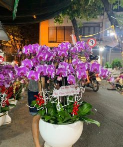 Hoa lan hồ điệp 2025 - C38