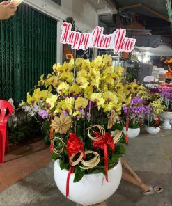 Hoa lan hồ điệp 2025 - C35