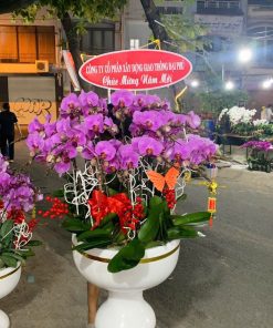 Hoa lan hồ điệp 2025 - C36