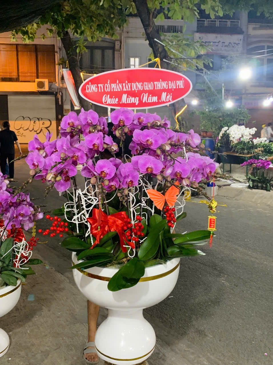 Chậu Lan Hồ Diệp 2025 - Hoaonline