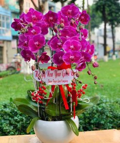 Hoa lan hồ điệp 2025 - C32